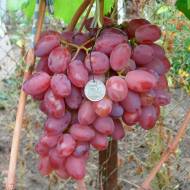 Саджанець Виноград Полонез 50 (щеплений) в контейнері